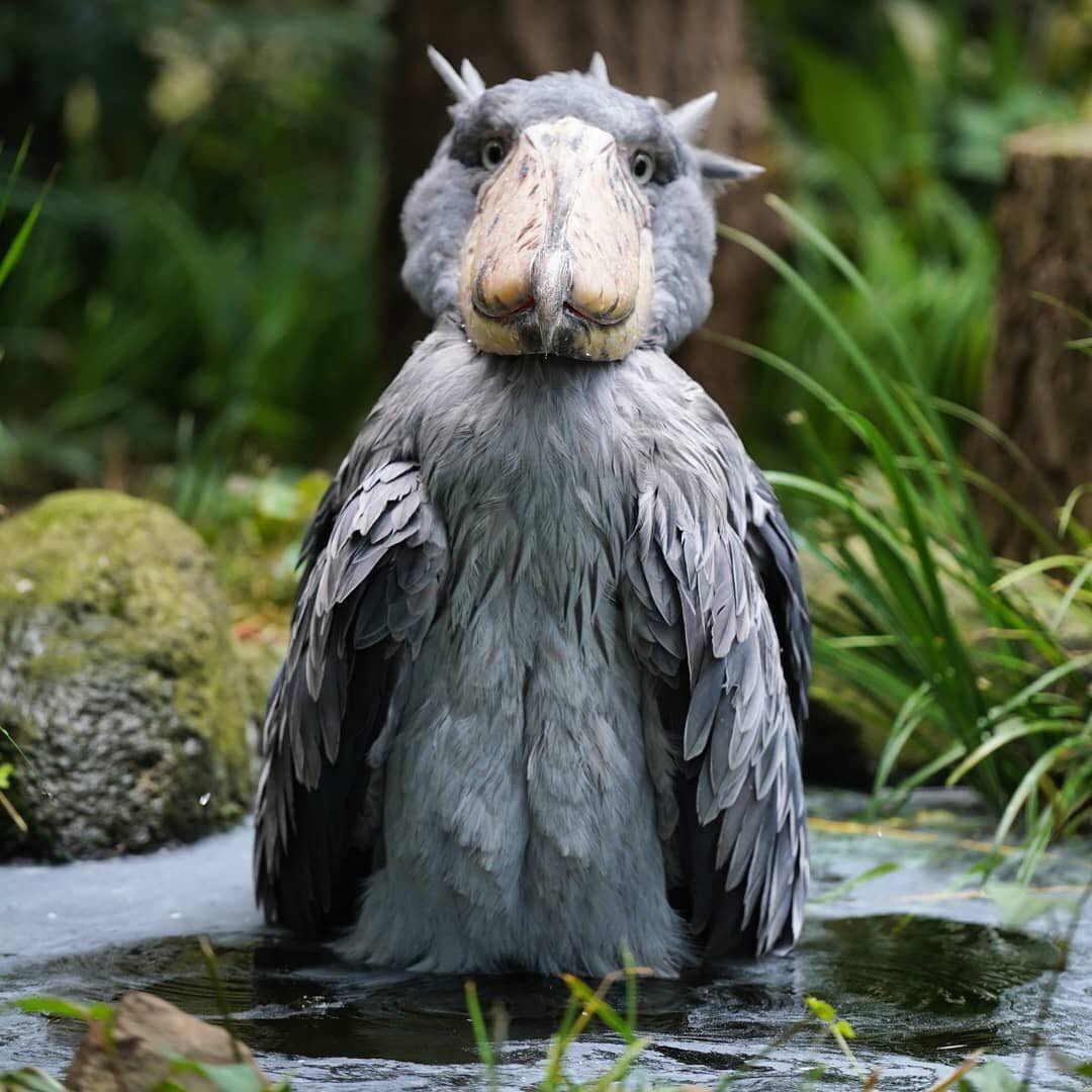 Cò Shoebill: Nhìn thì xấu xí và đàn độn, nhưng lại có thể ăn thịt được cả linh dương và cá sấu - Ảnh 4.