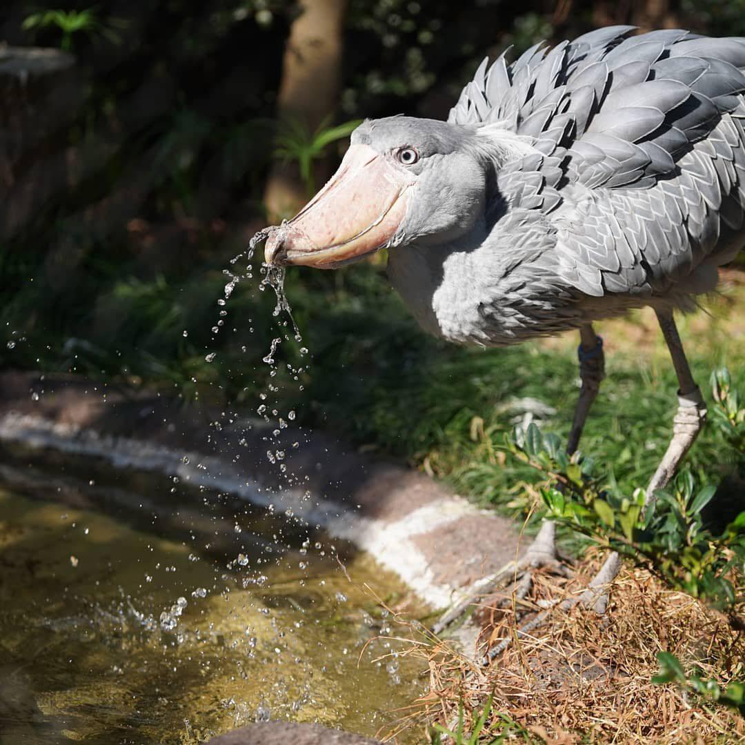 Cò Shoebill: Nhìn thì xấu xí và đàn độn, nhưng lại có thể ăn thịt được cả linh dương và cá sấu - Ảnh 1.