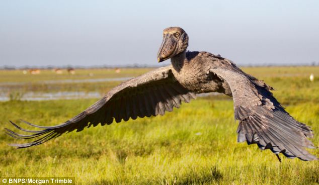 Cò Shoebill: Nhìn xấu xí nhưng lại ăn thịt được cả linh dương và cá sấu - Ảnh 4.