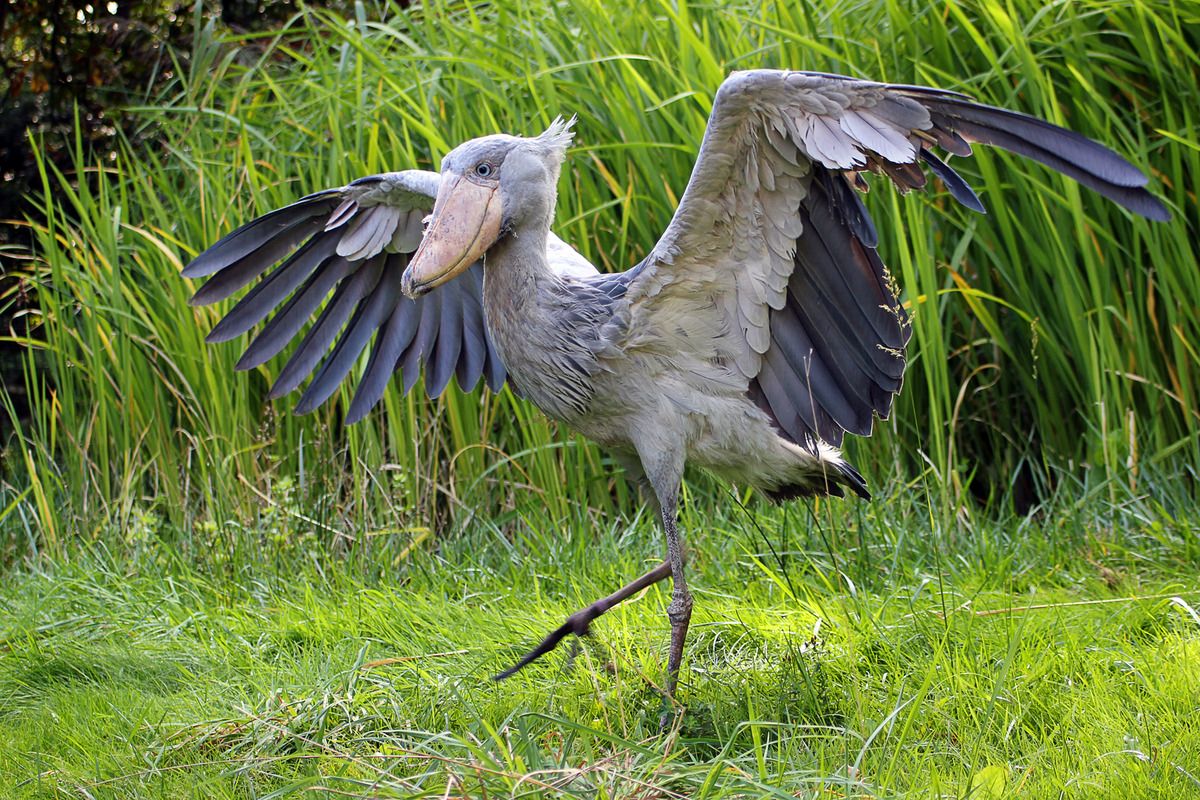 Cò Shoebill: Nhìn xấu xí nhưng lại ăn thịt được cả linh dương và cá sấu - Ảnh 3.