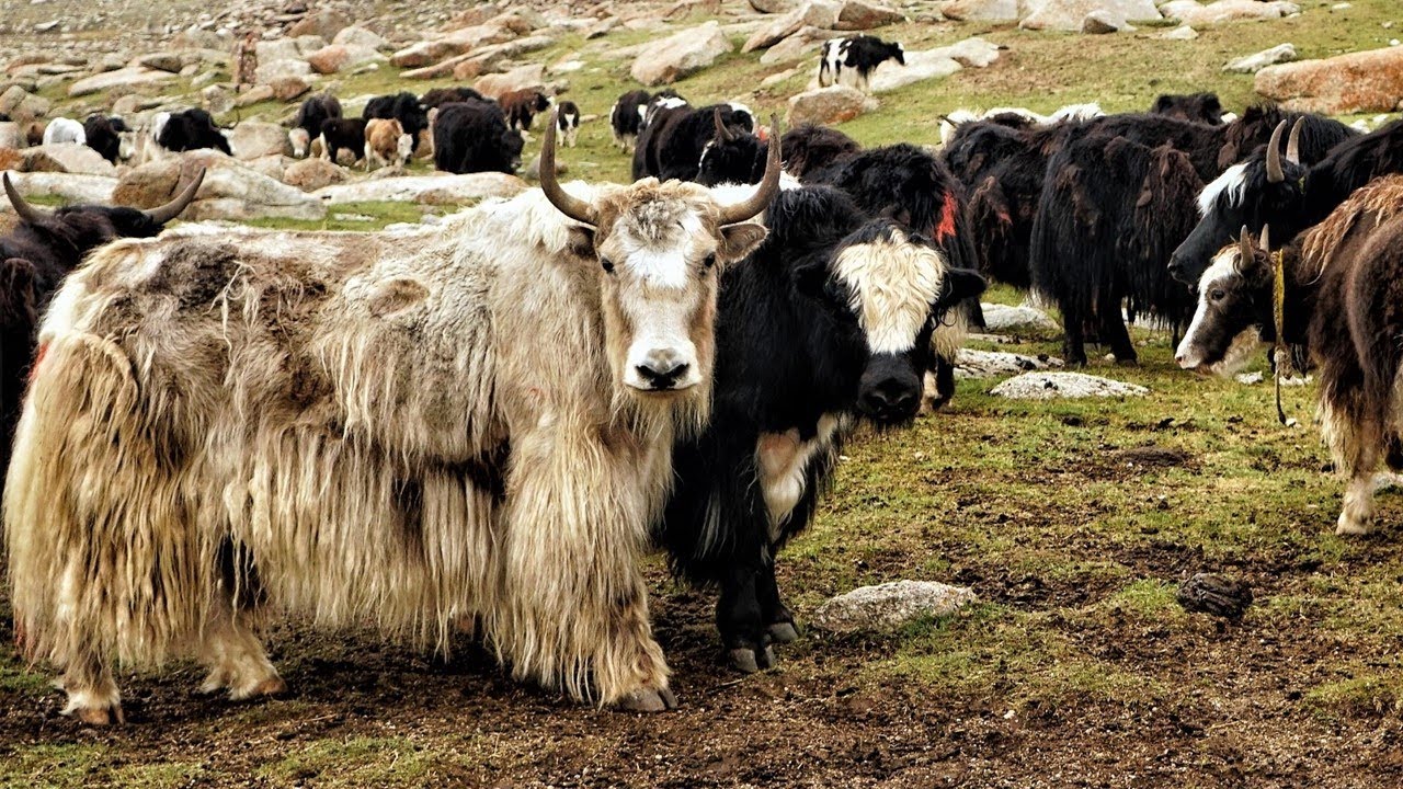Vì sao bò Tây Tạng lại được coi là &quot;báu vật&quot; của vùng cao nguyên? - Ảnh 7.