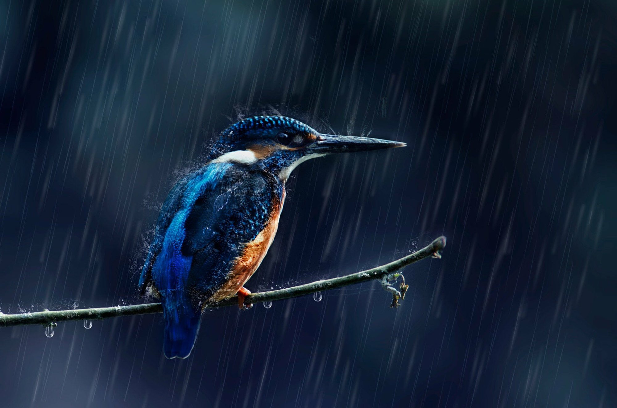 Khi trời mưa, những con chim sẽ trốn mưa ở đâu? - Ảnh 5.