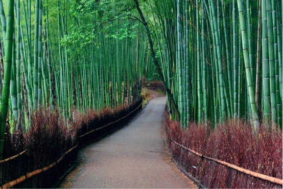 Mùa hè ở cố đô Kyoto - Ảnh 5.