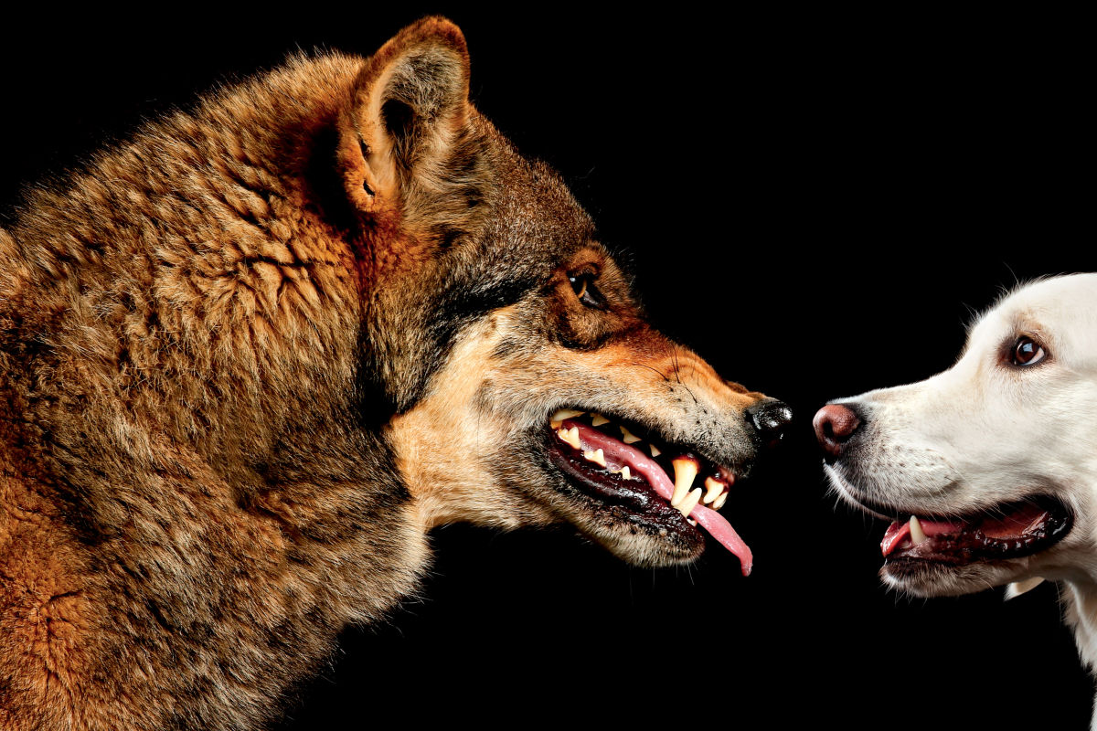 Nếu đặt một con chó con bên cạnh một con sói mới sinh, liệu con sói có coi chó con như con ruột của nó không? - Ảnh 4.