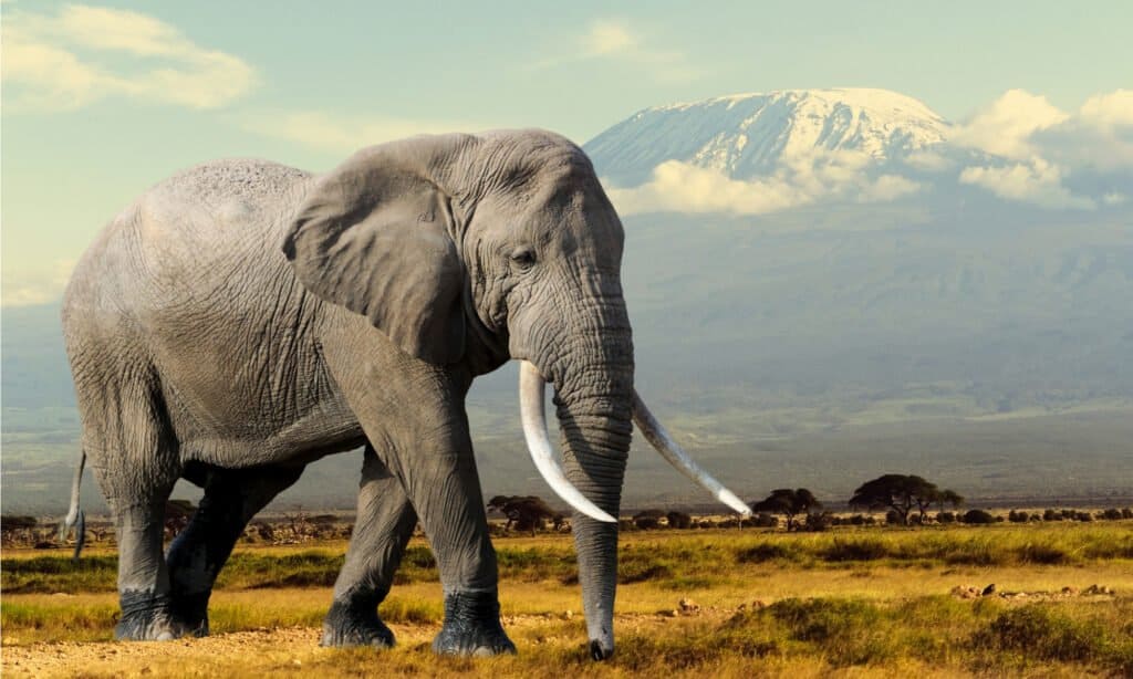 Rắn hổ mang chúa có thể cắn chết được voi châu Phi không? - Ảnh 6.