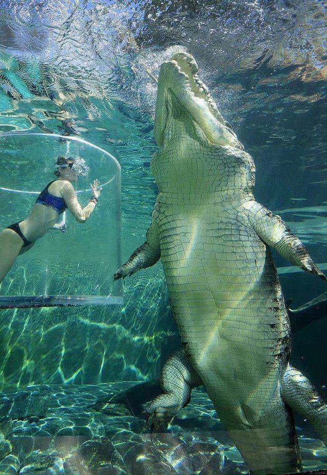 Nếu cá sấu và cá mập trắng lớn gặp nhau, loài nào sẽ sống sót cuối cùng? - Ảnh 3.