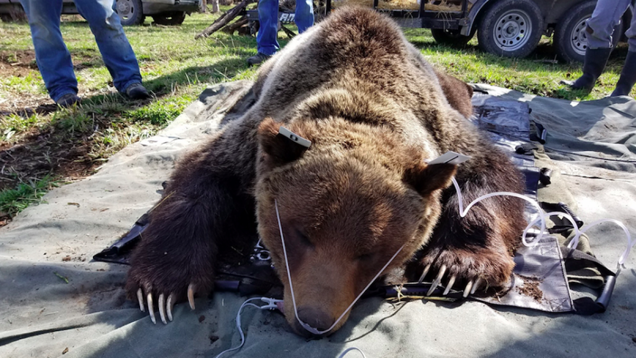 Tại sao lại có những con gấu xám nặng tới gần 1 tấn? - Ảnh 6.