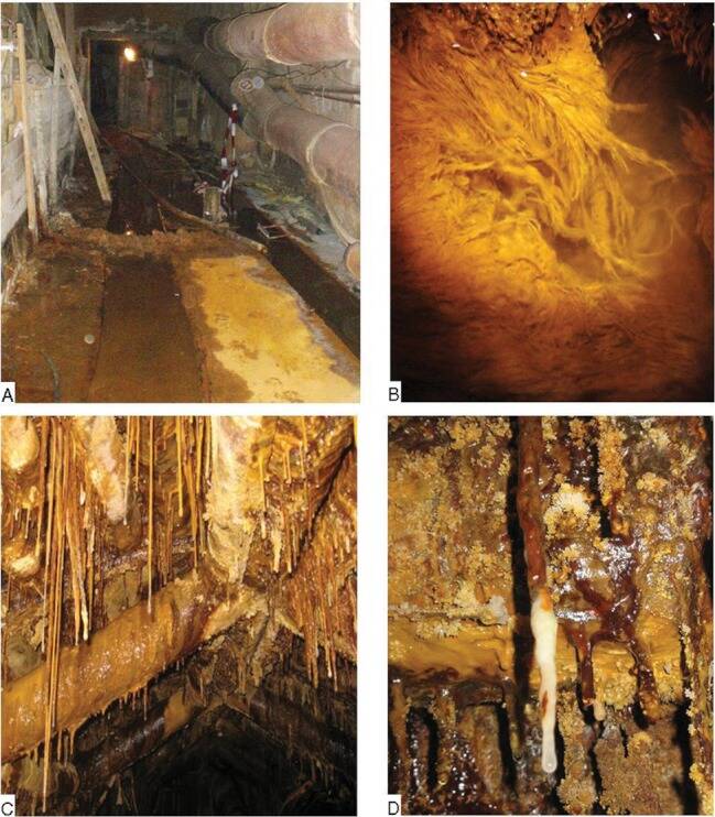 Các nhà nghiên cứu tìm thấy các dạng sống 'ngoài hành tinh' trong một mỏ Uranium bị bỏ hoang ở Đức - Ảnh 1.