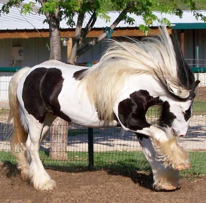 Hình ảnh về loài động vật sở hữu bộ lông kỳ lạ nhất thế giới - Ảnh 1.