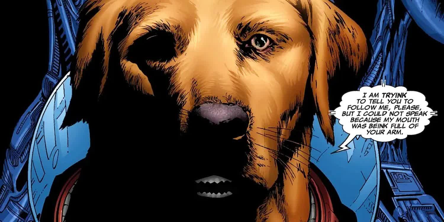 Giải mã thân phận của chú chó đáng yêu chiếm trọn spotlight trong Guardians of the Galaxy 3 - Ảnh 2.