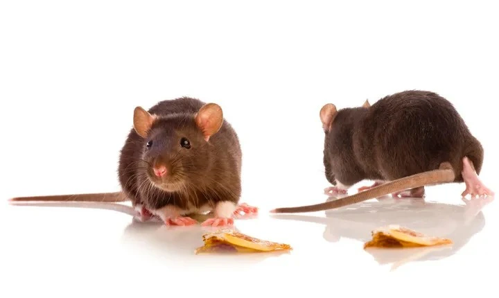 Liệu con người có thể diệt trừ hoàn toàn loài chuột không? - Ảnh 1.