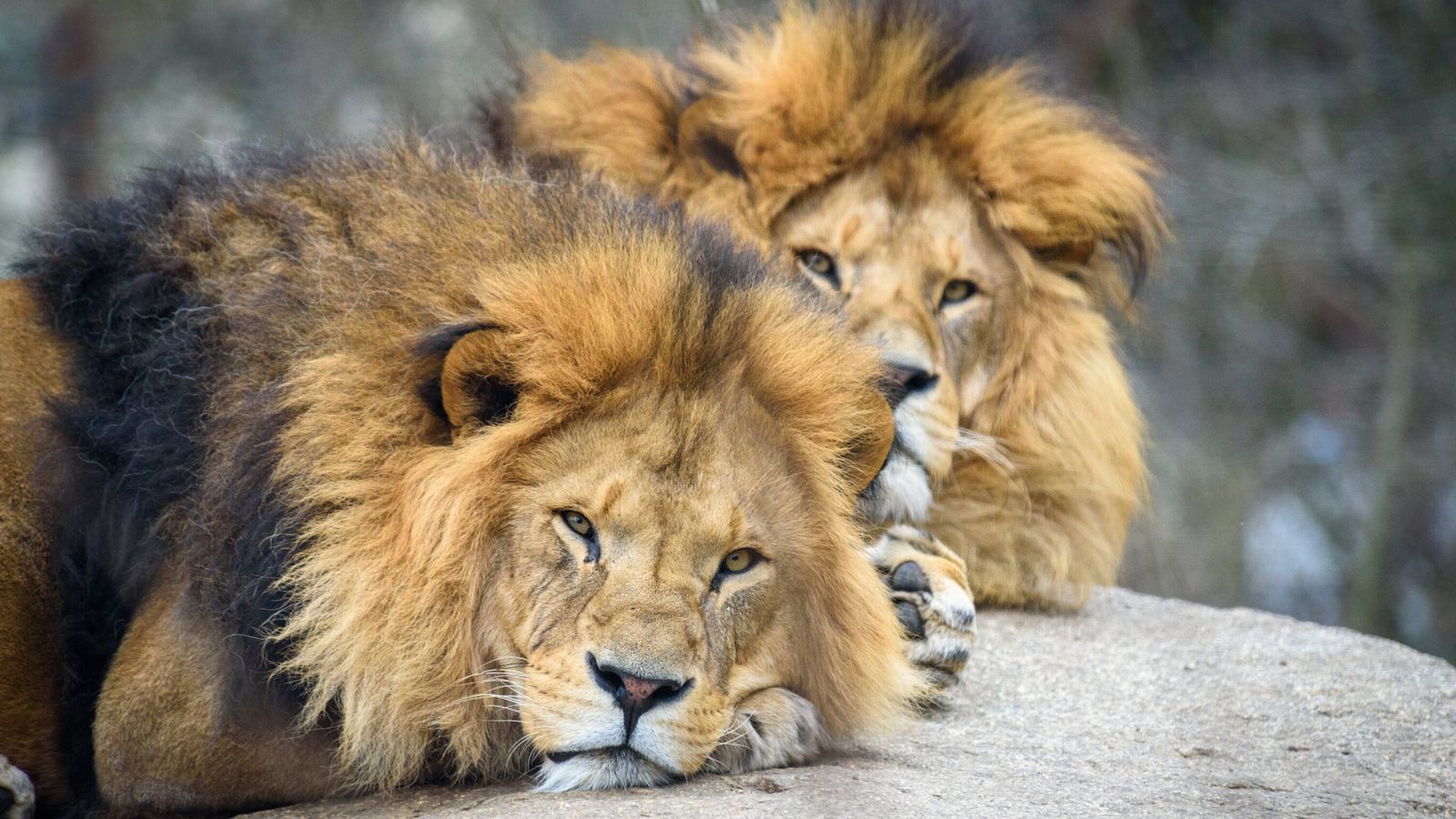 Vua sư tử mới có thể sống yên bình trong bầy sư tử sau khi đánh bại vua sư tử cũ không? - Ảnh 1.