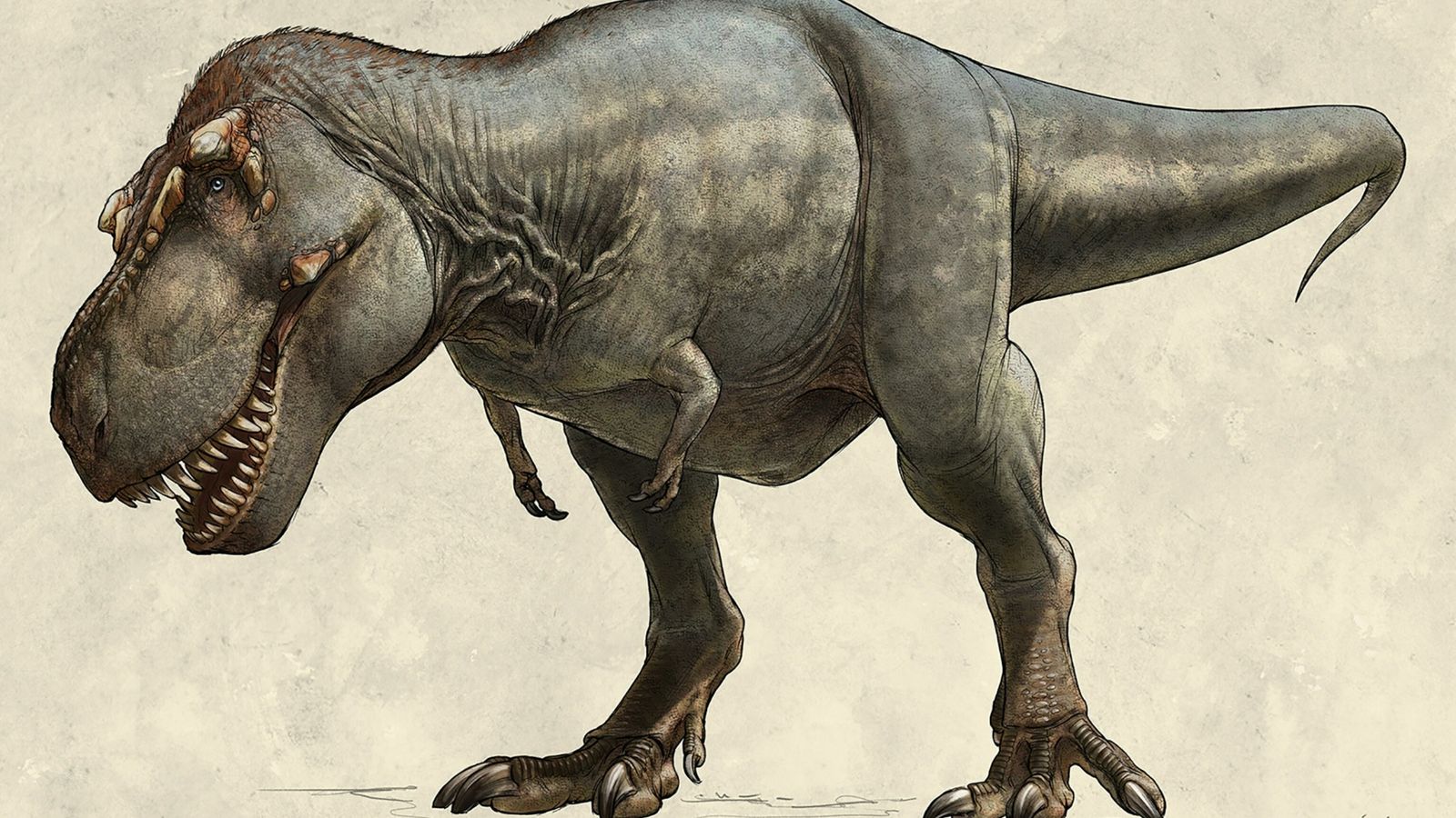 Hai chân trước có kích thước tí hon của Tyrannosaurus rex có tác dụng gì? - Ảnh 6.