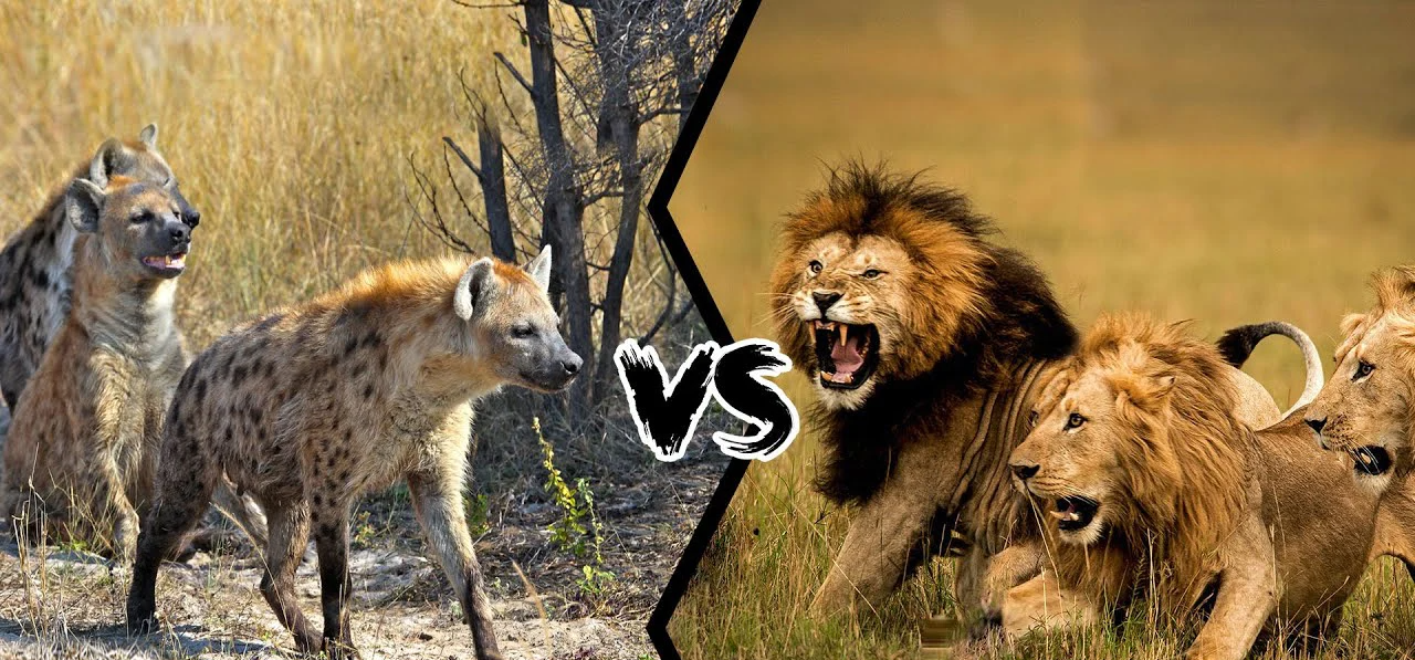 Tại sao sư tử và linh cẩu luôn tỏ ra bất hòa với nhau?  - Ảnh 1.