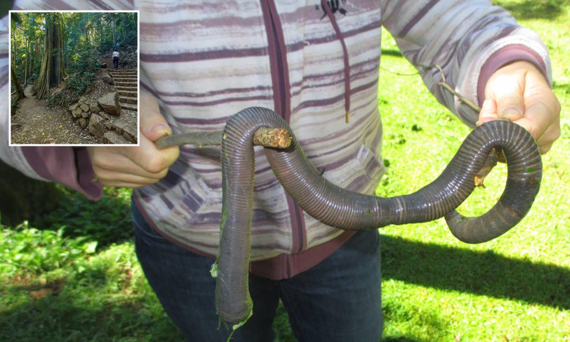 Bí ẩn về loài giun Ecuador, dù là giun đất nhưng lại to bằng con rắn - Ảnh 5.