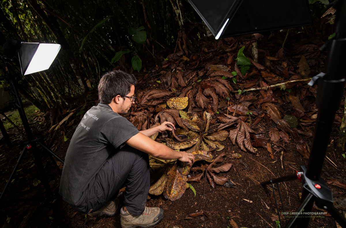 Bí ẩn về loài giun Ecuador, dù là giun đất nhưng lại to bằng con rắn - Ảnh 2.