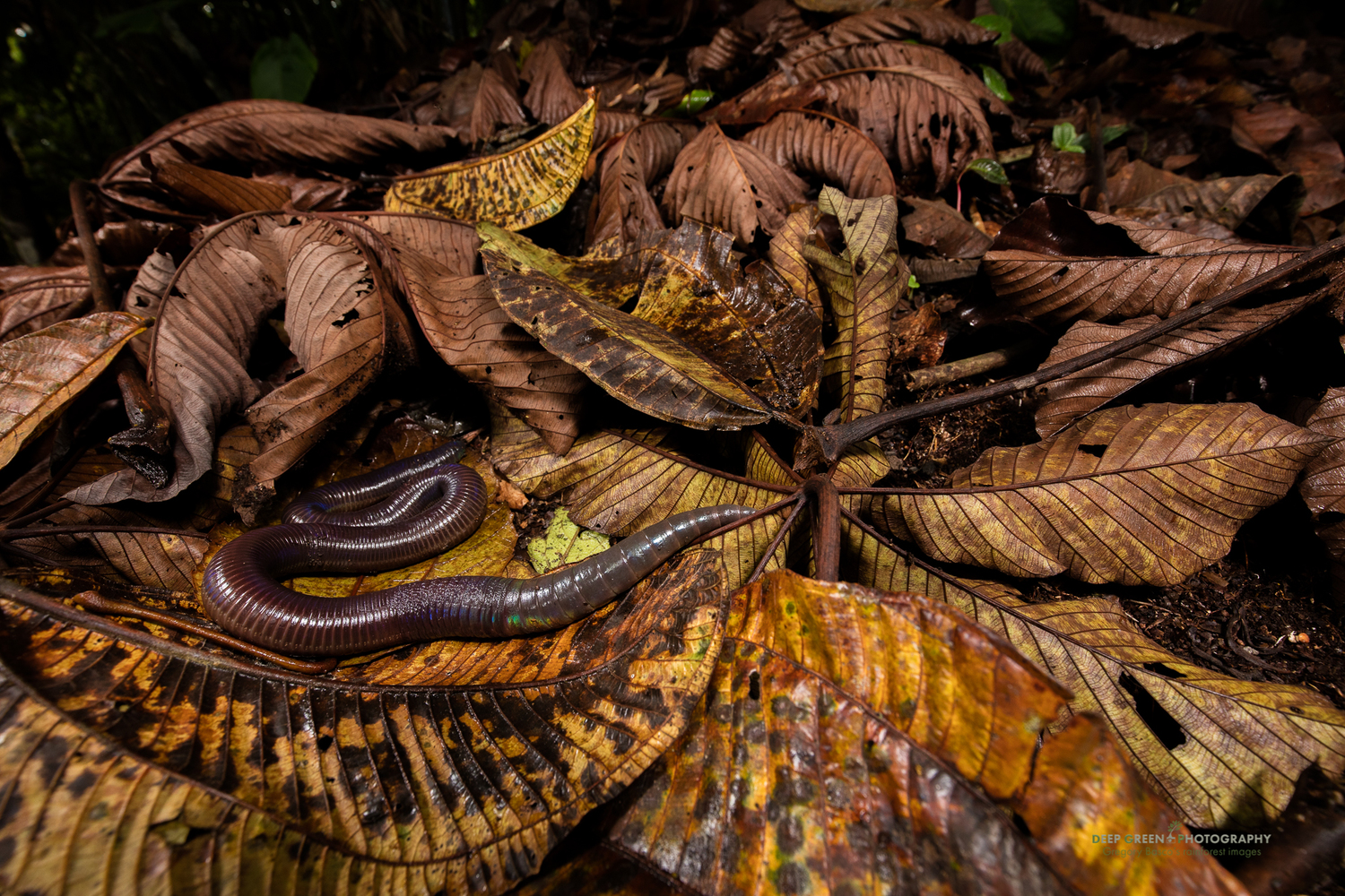 Bí ẩn về loài giun Ecuador, dù là giun đất nhưng lại to bằng con rắn - Ảnh 4.