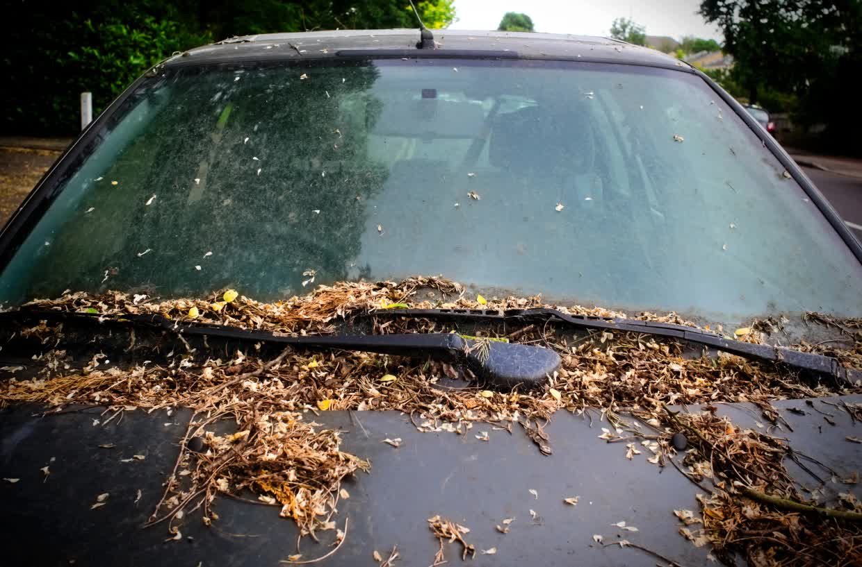 Có thể bạn chưa biết: Để lá cây rụng nhiều trên ô tô có thể khiến xe bị hư hỏng nặng nề - Ảnh 1.