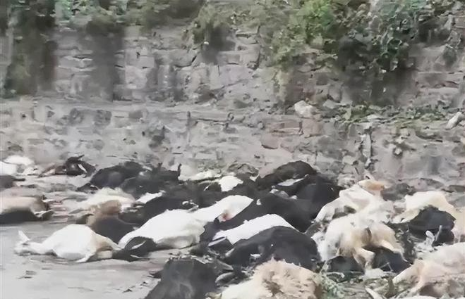 Năm 2005, 1.500 con cừu bất ngờ lao xuống vách đá tự sát tập thể, chuyên gia chỉ ra sai lầm đáng tiếc - Ảnh 1.