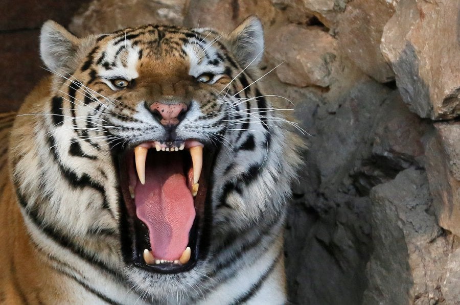 Việc giết một loài ăn thịt lớn khác bằng vũ khí trước mặt một con hổ có khiến nó sợ con người không? - Ảnh 2.