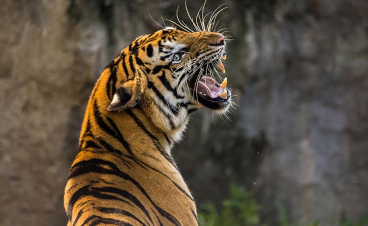 Việc giết một loài ăn thịt lớn khác bằng vũ khí trước mặt một con hổ có khiến nó sợ con người không? - Ảnh 4.