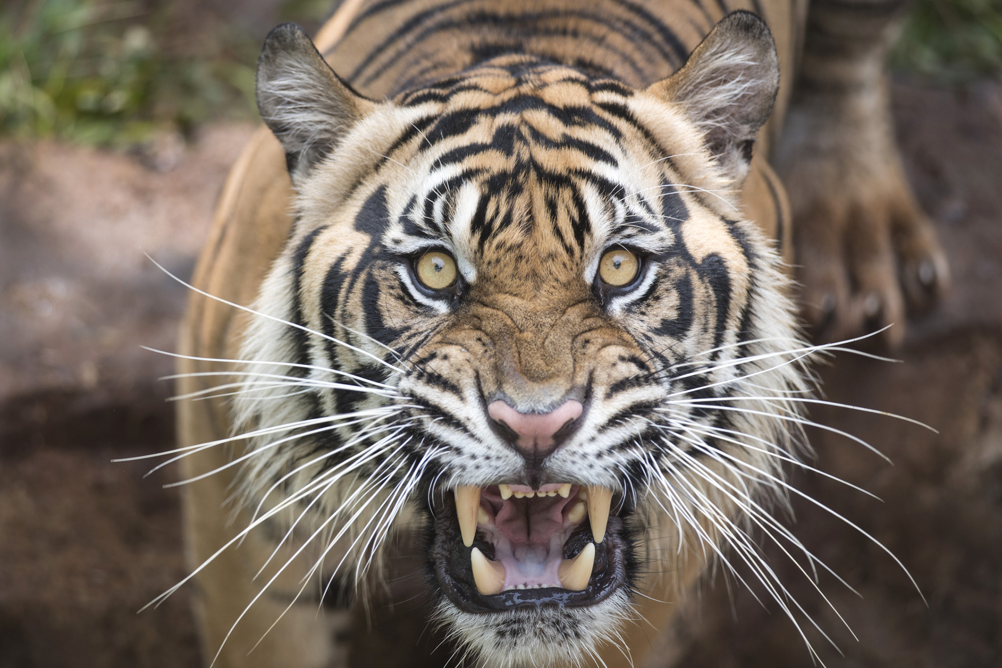 Việc giết một loài ăn thịt lớn khác bằng vũ khí trước mặt một con hổ có khiến nó sợ con người không? - Ảnh 3.