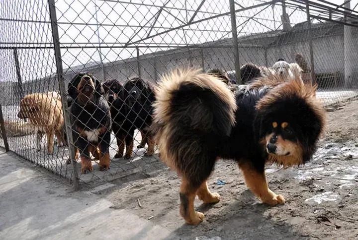Chó ngao Tây Tạng đang hình thành những 'quân đoàn' đánh gấu nâu, báo tuyết, sói để kiếm thức ăn - Ảnh 4.