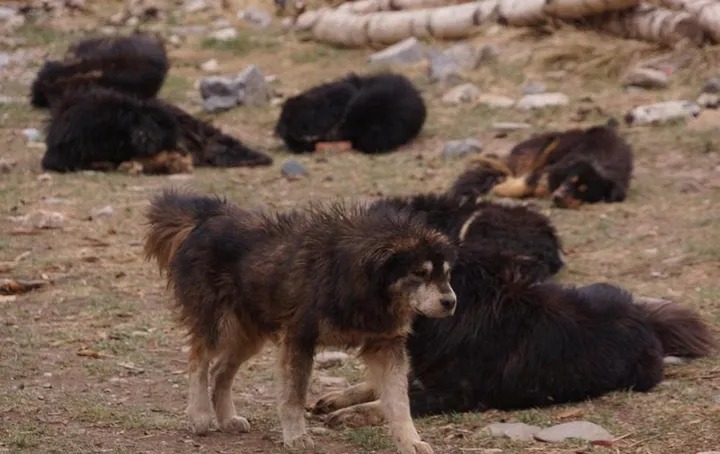 Chó ngao Tây Tạng đang hình thành những 'quân đoàn' đánh gấu nâu, báo tuyết, sói để kiếm thức ăn - Ảnh 1.