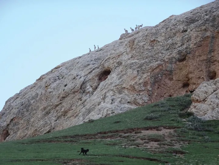 Chó ngao Tây Tạng đang hình thành những 'quân đoàn' đánh gấu nâu, báo tuyết, sói để kiếm thức ăn - Ảnh 6.