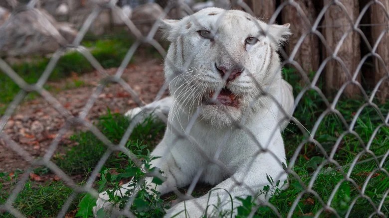 Thực tế đen tối và bi kịch của những con hổ trắng - Ảnh 3.