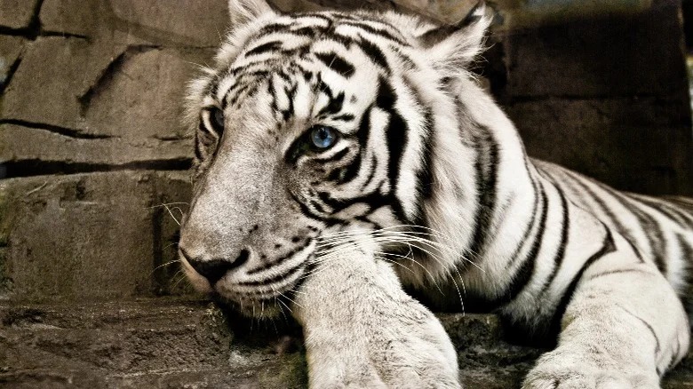 Thực tế đen tối và bi kịch của những con hổ trắng - Ảnh 4.