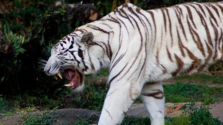 Thực tế đen tối và bi kịch của những con hổ trắng - Ảnh 2.