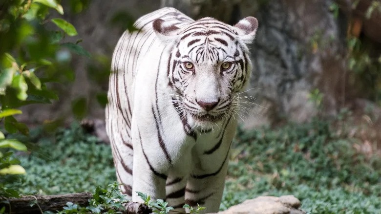 Thực tế đen tối và bi kịch của những con hổ trắng - Ảnh 1.