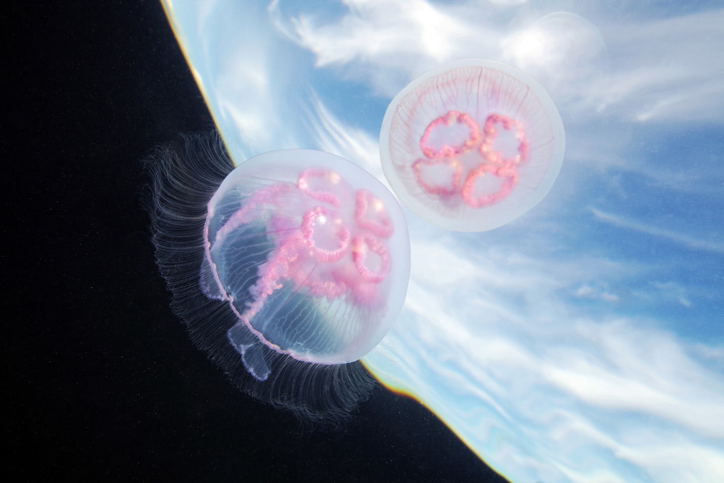NASA đưa 2.487 con sứa vào không gian: Tốc độ sinh sản tăng gần gấp đôi nhưng xuất hiện điều bất thường này - Ảnh 1.