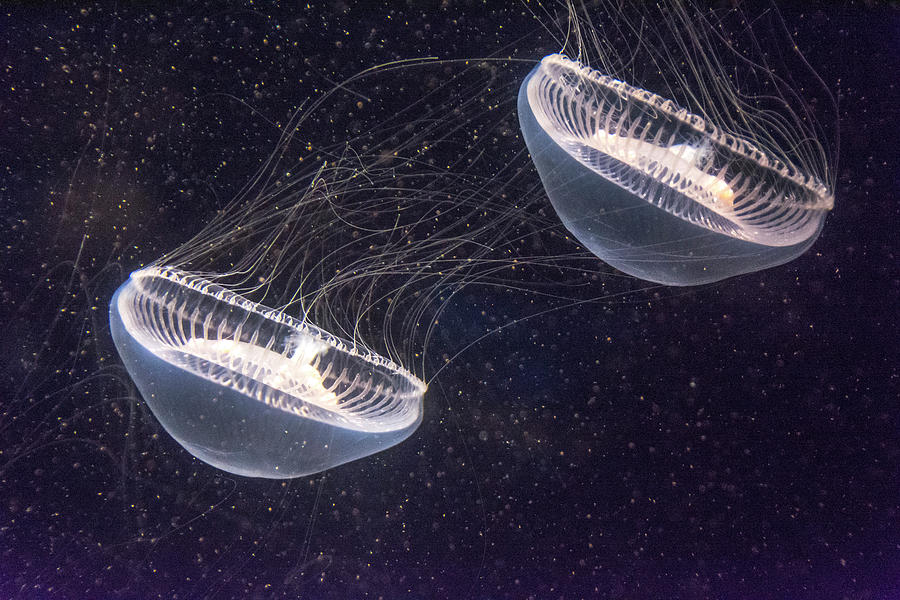 NASA đưa 2.487 con sứa vào không gian: Tốc độ sinh sản tăng gần gấp đôi nhưng xuất hiện điều bất thường này - Ảnh 2.