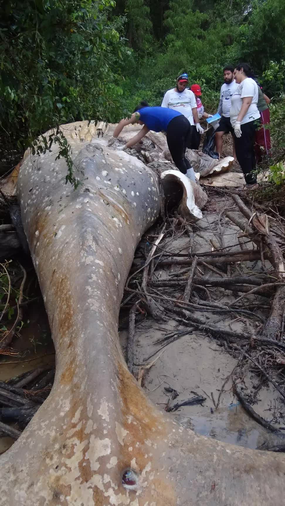 Bí ẩn về thi thể cá voi nằm tại rừng rậm Amazon khiến các nhà khoa học sửng sốt - Ảnh 2.