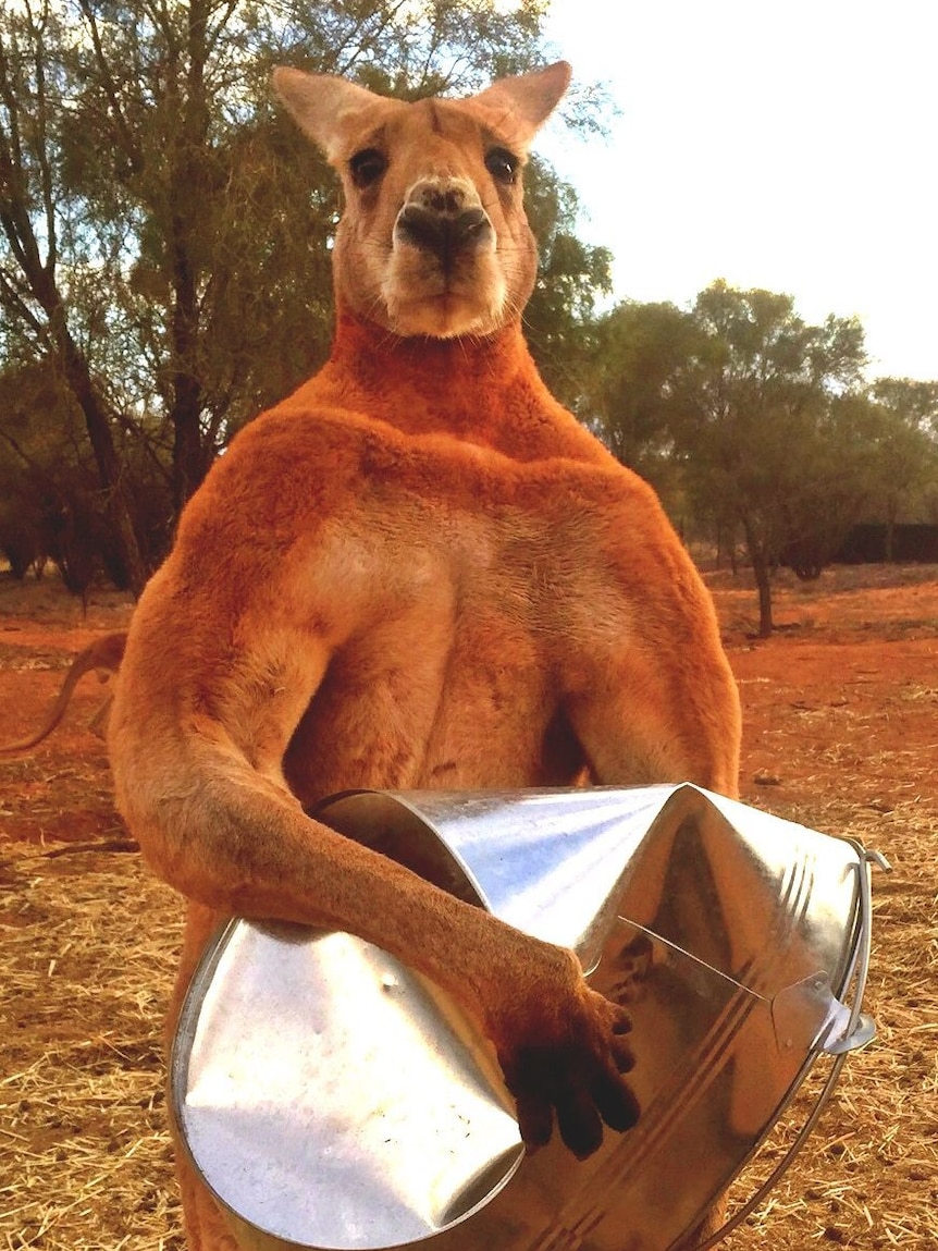 Con người sẽ sớm được cấy 'gân' của kangaroo để phục hồi những chần thương vùng đầu gối - Ảnh 4.