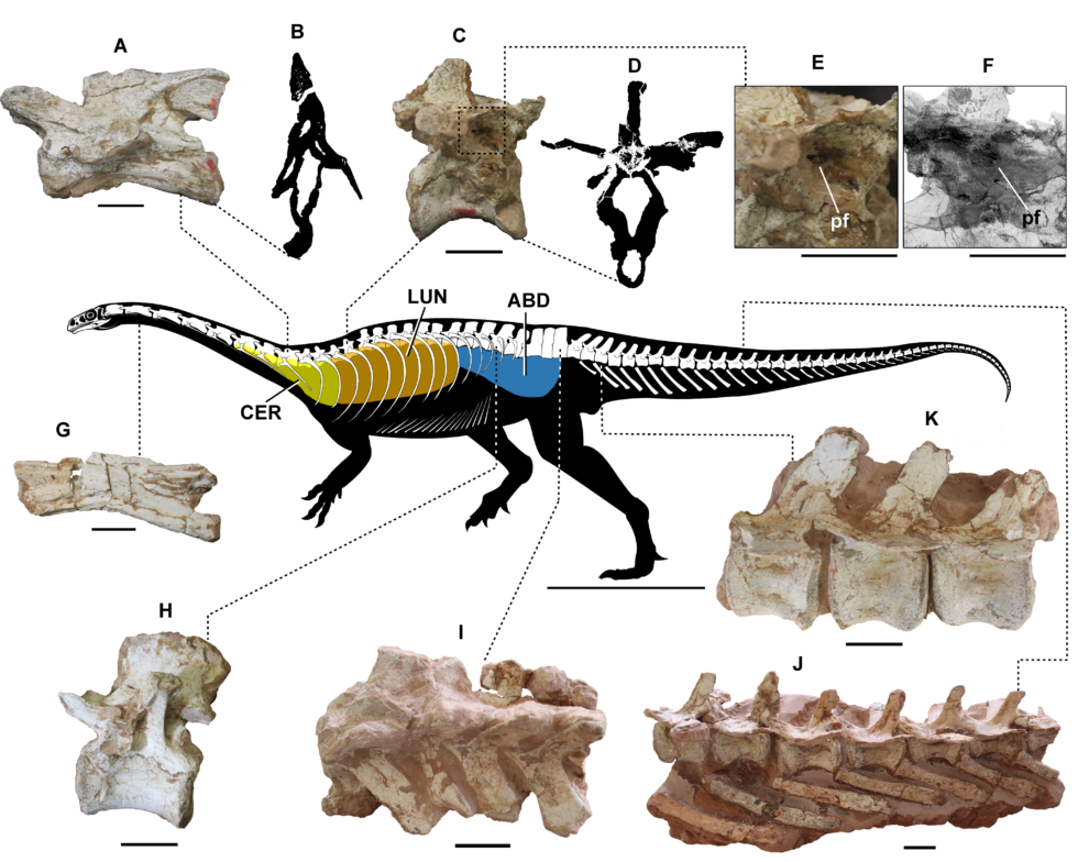 Phát hiện cơ thế hô hấp kỳ lạ của loài khủng long: Cơ chế thở thông qua xương - Ảnh 1.