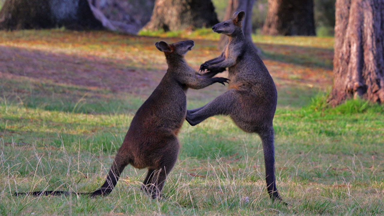 Con người sẽ sớm được cấy 'gân' của kangaroo để phục hồi những chần thương vùng đầu gối - Ảnh 3.