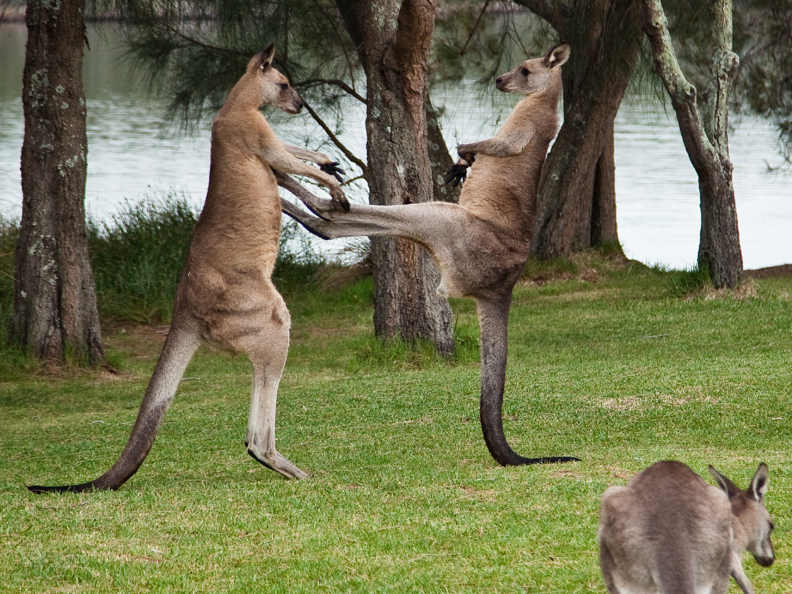 Con người sẽ sớm được cấy 'gân' của kangaroo để phục hồi những chần thương vùng đầu gối - Ảnh 2.