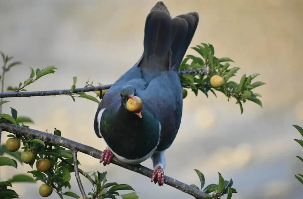 Vì sao loài chim bồ câu gỗ New Zealand được mệnh danh là 'những gã say xỉn trên trời'? - Ảnh 3.