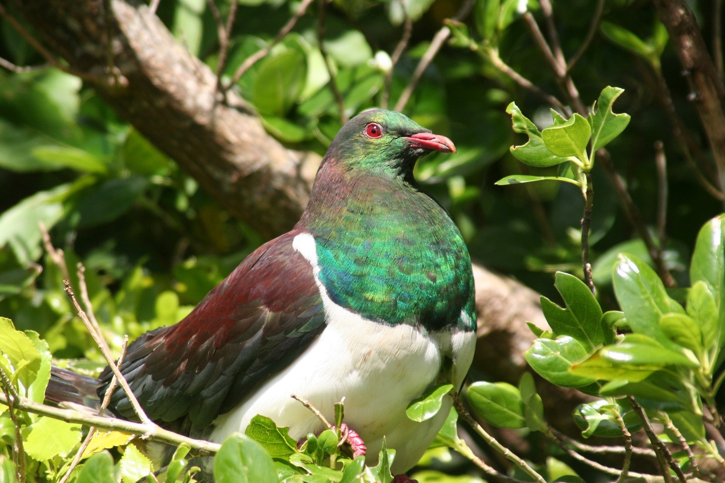 Vì sao loài chim bồ câu gỗ New Zealand được mệnh danh là 'những gã say xỉn trên trời'? - Ảnh 1.