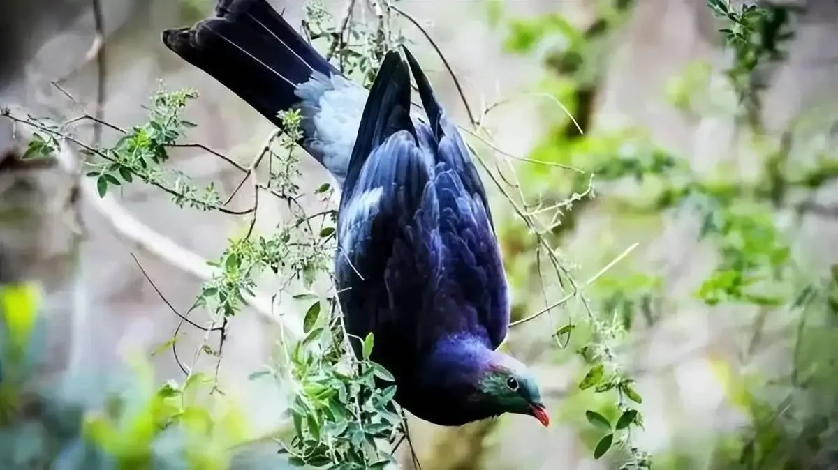 Vì sao loài chim bồ câu gỗ New Zealand được mệnh danh là 'những gã say xỉn trên trời'? - Ảnh 4.