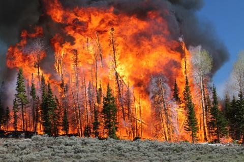 Cháy rừng gia tăng về số lượng và cường độ trên toàn thế giới - Ảnh 1.