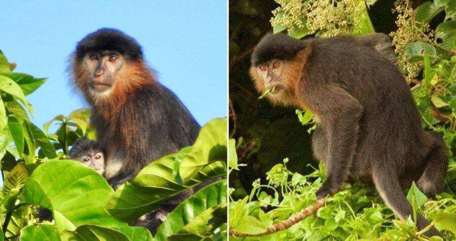 Con người chính là nguyên nhân khiến cho loài 'khỉ lai bí ẩn' xuất hiện ở đảo Borneo? - Ảnh 1.