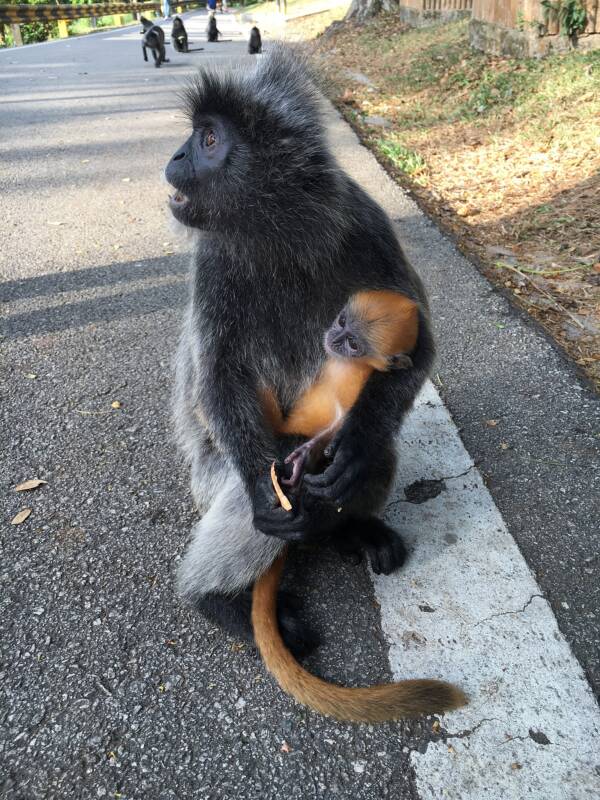Con người chính là nguyên nhân khiến cho loài 'khỉ lai bí ẩn' xuất hiện ở đảo Borneo? - Ảnh 2.