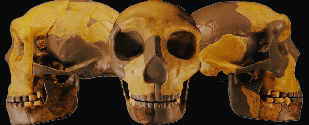 Hộp sọ cổ đại được phát hiện tại Trung Quốc không giống bất kỳ loài người nào khác được tìm thấy trước đây - Ảnh 2.