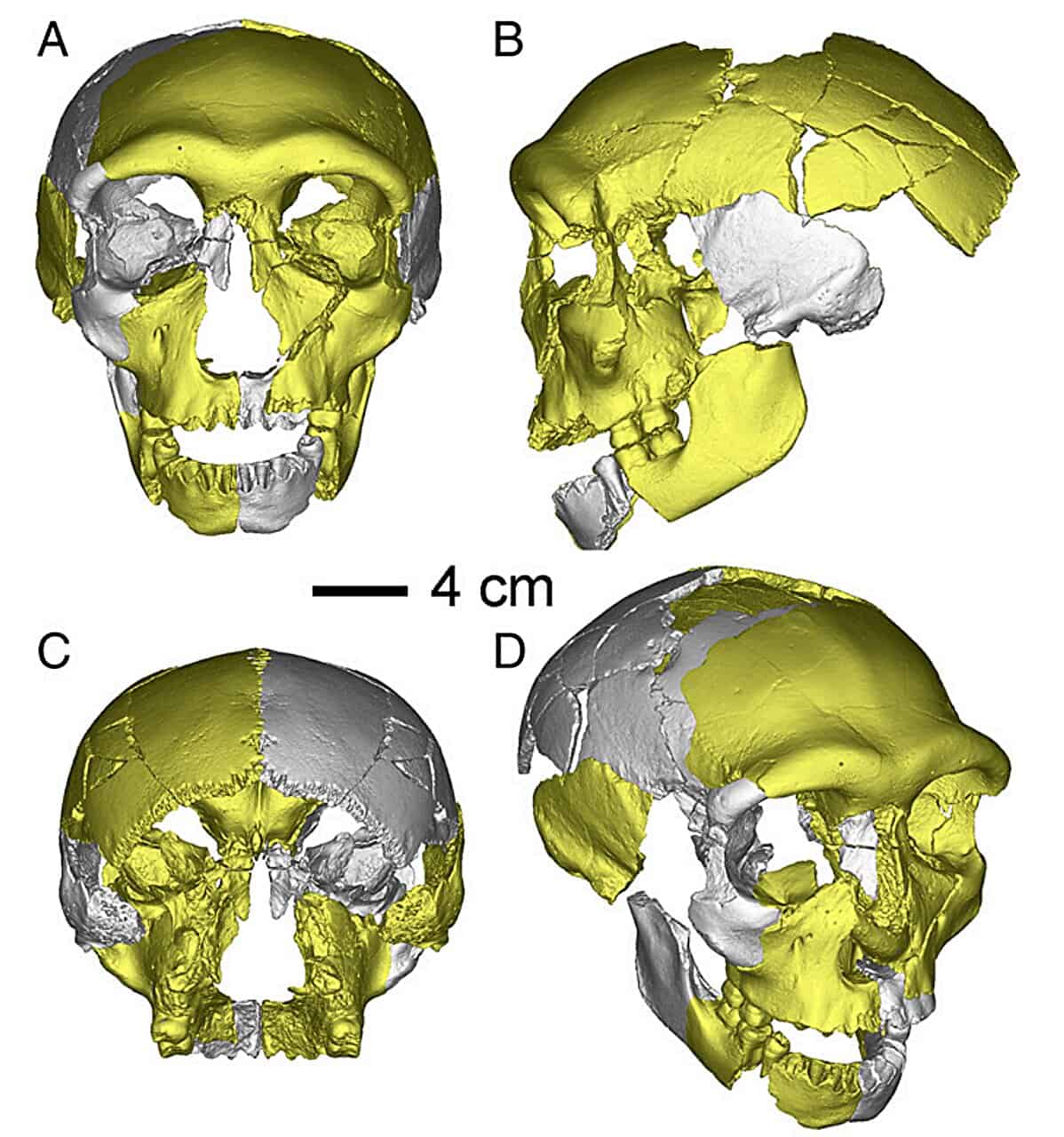Hộp sọ cổ đại được phát hiện tại Trung Quốc không giống bất kỳ loài người nào khác được tìm thấy trước đây - Ảnh 1.