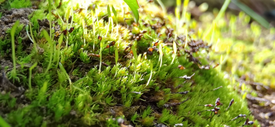 Giống rêu sống sót suốt 165 triệu năm đứng trước nguy cơ tuyệt chủng vì biến đổi khí hậu - Ảnh 1.