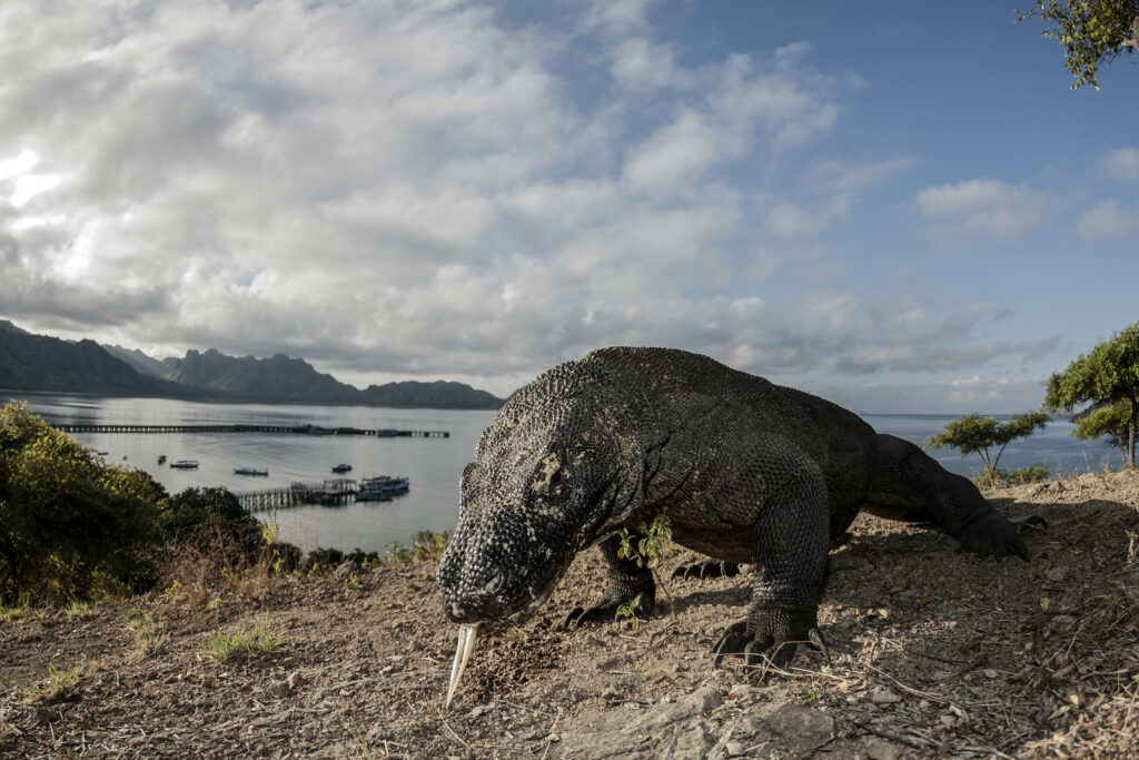 Điều gì xảy ra nếu một người bị rồng Komodo cắn? - Ảnh 4.